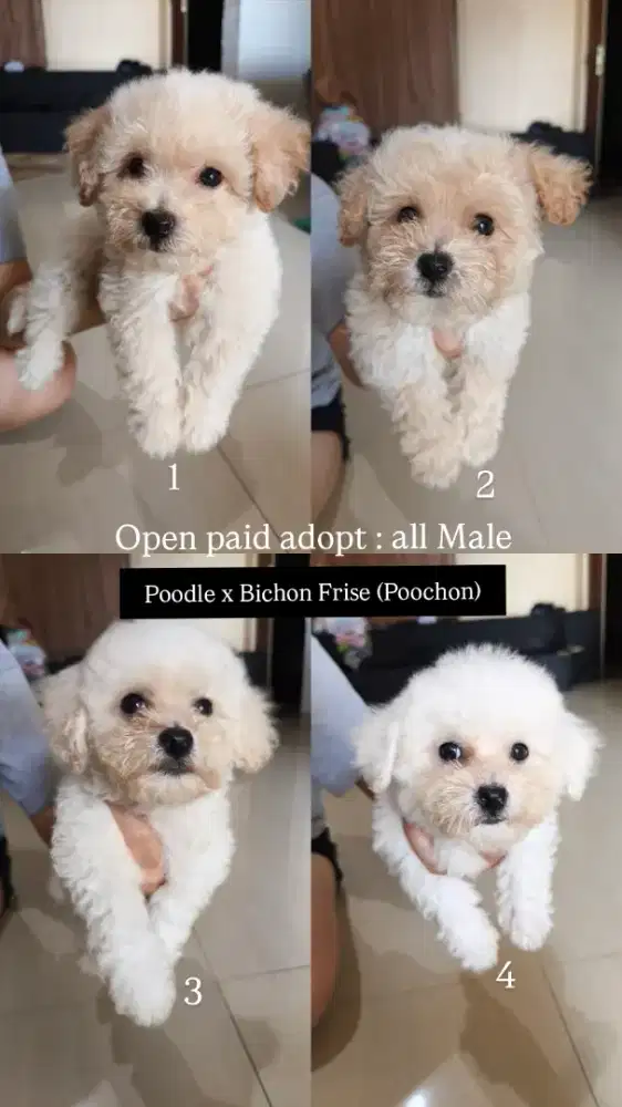 Puppy anakan poddle x bichon frise all male