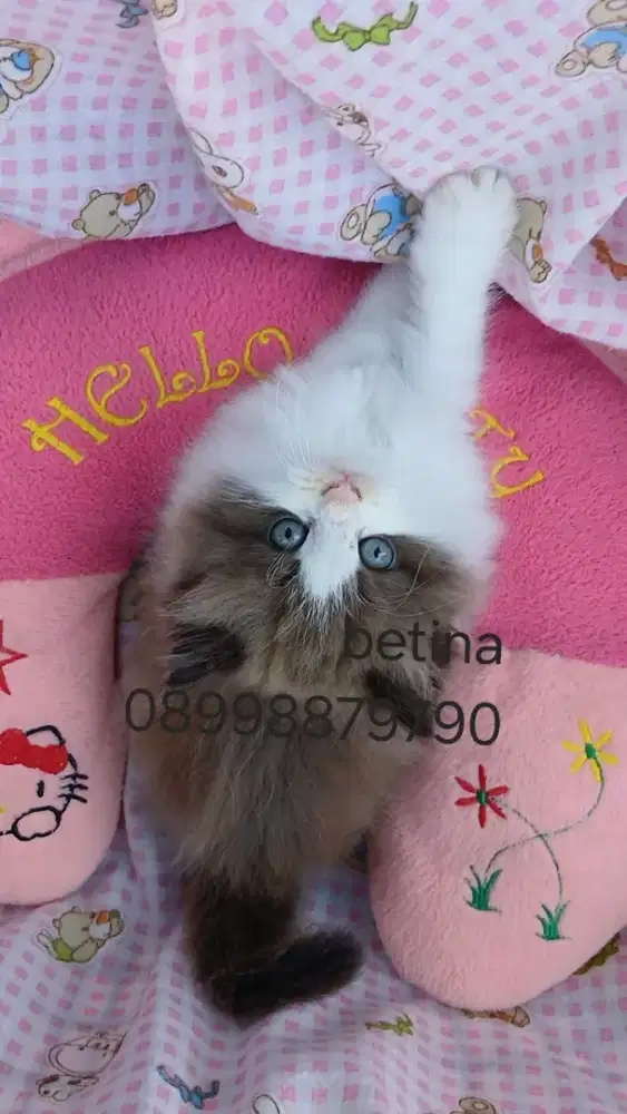 Kitten ragdoll pure non ped