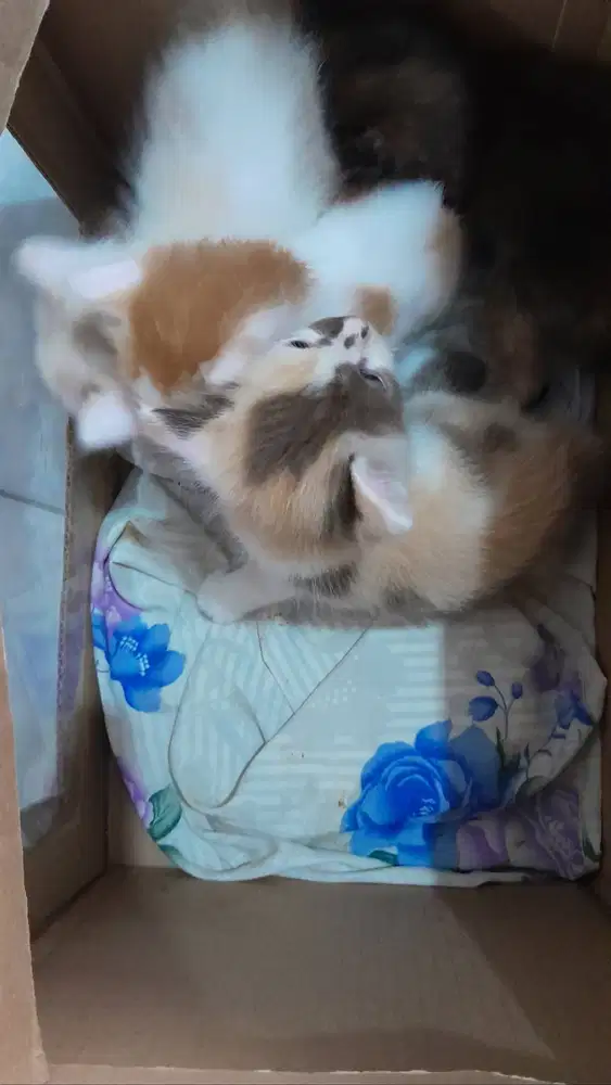 kucing peranakan angora 3 betina+induknya