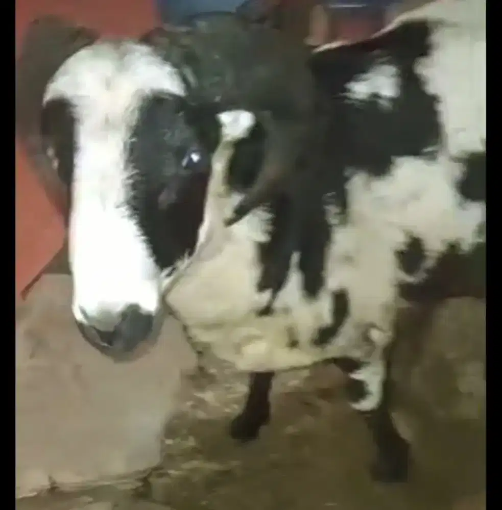 Domba qurban Padasuka atas