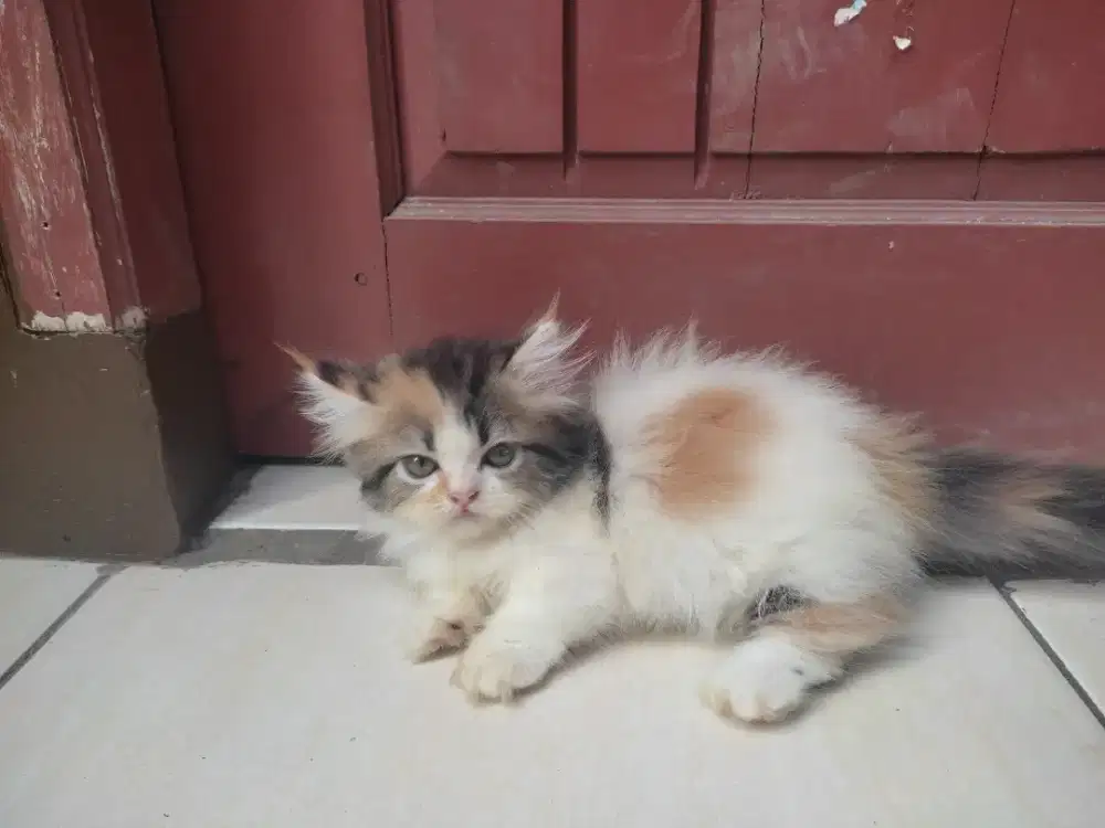 lepas adopsi kitten