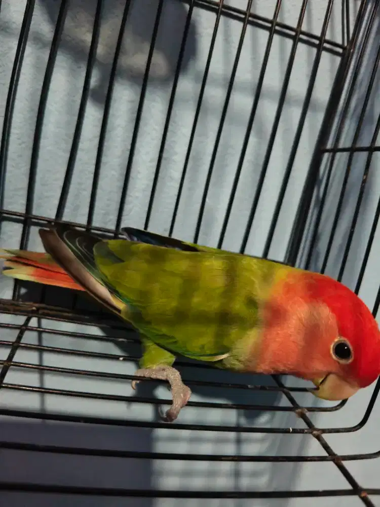 Lovebird NK Opaline pedes