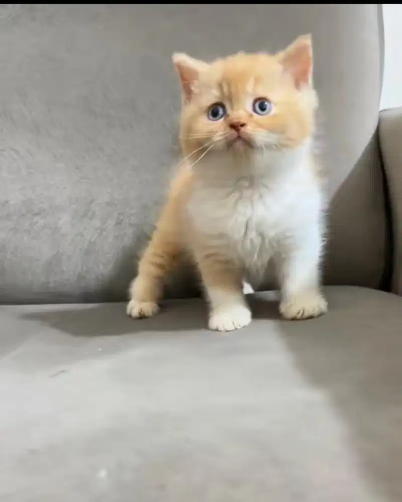 British shorthair usia 2,5 bulan warna bico oyen jantan