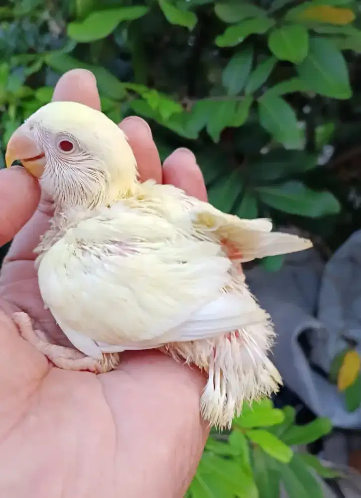 Lolohan lovebird nonklep Mata Merah