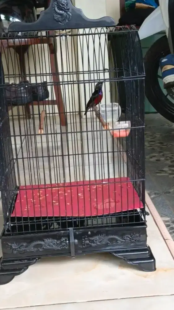 Konin Natuna bodi big