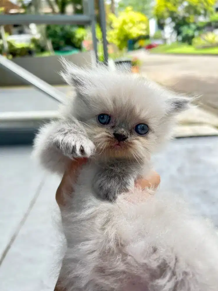 Kitten Ragdoll usia 6 minggu