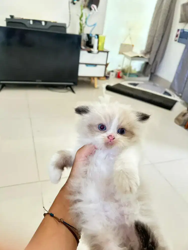 Kitten Ragdoll usia 6 mingguan