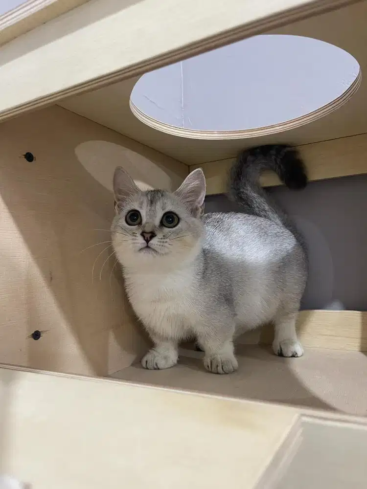 Bsh munchkin silver betina