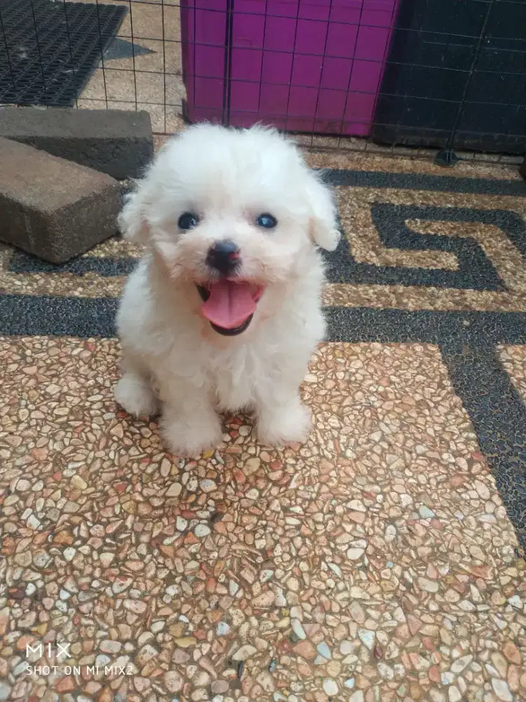 Anakan Bichon frise Lucu