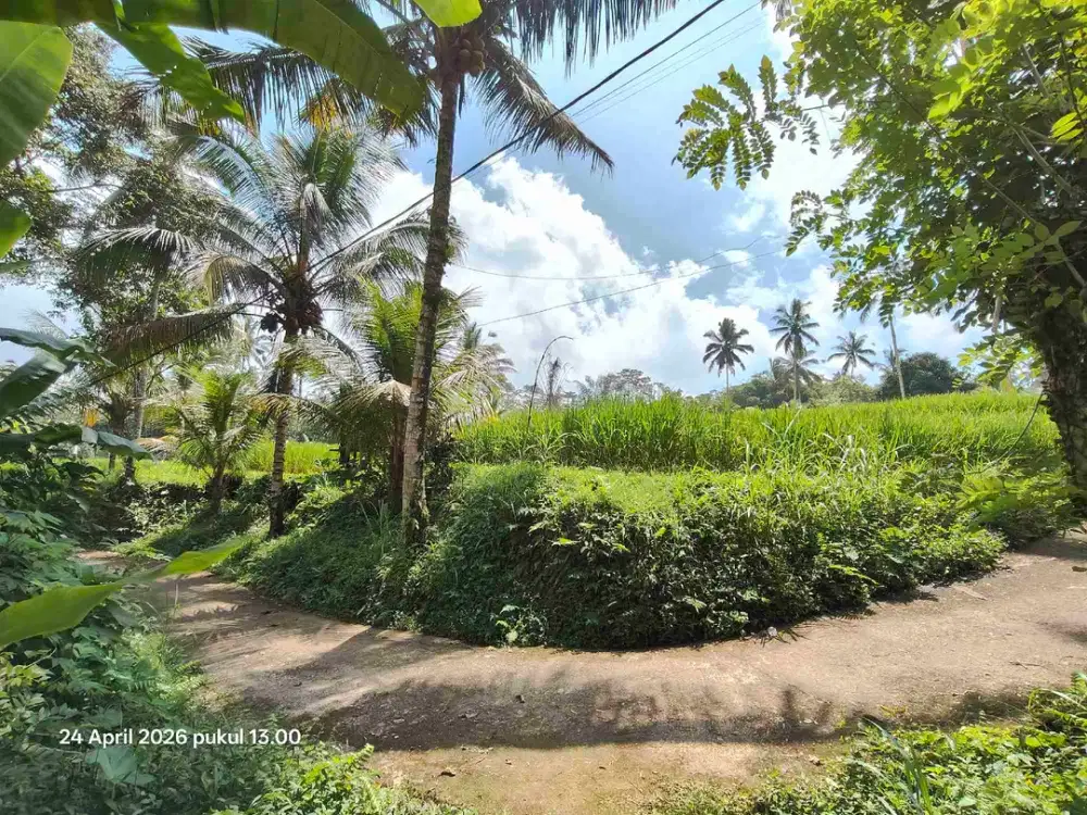 Tanah Zona Kuning Non LSD di Tegallalang Gianyar Bali