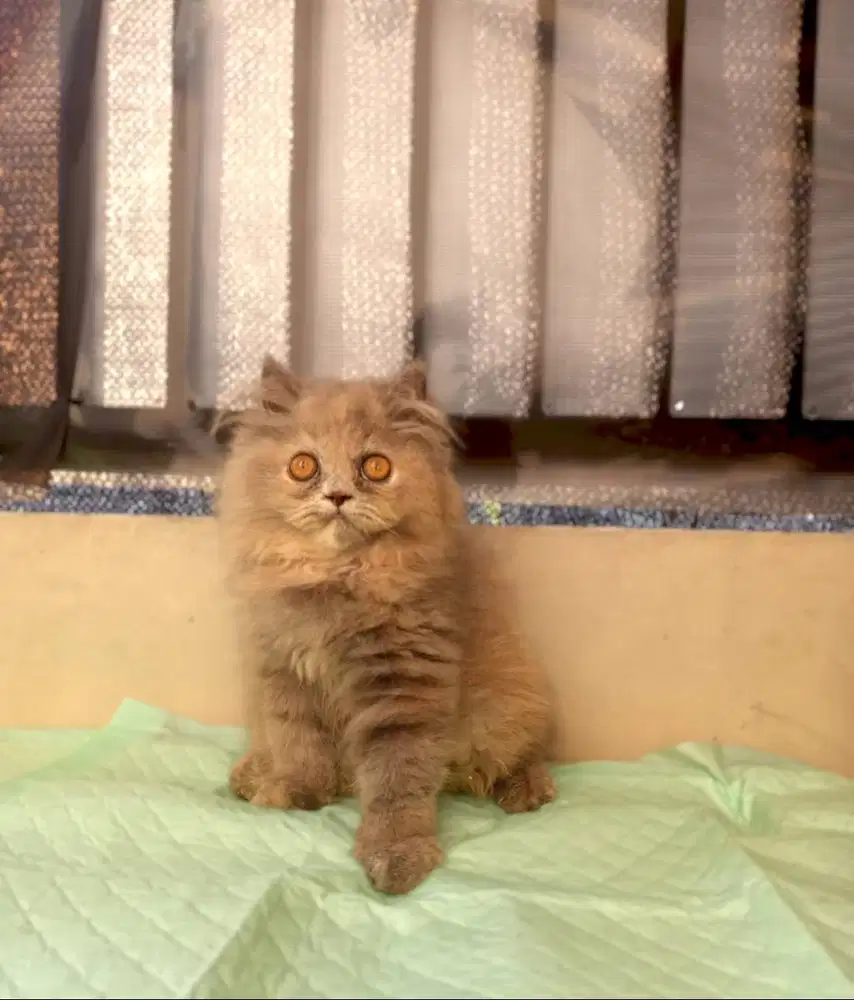 Kucing Persia Longhair