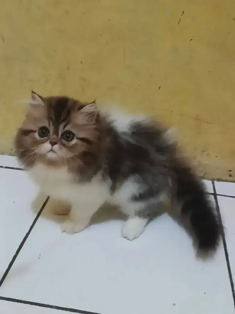 Persia Flatnose Big Bone Betina