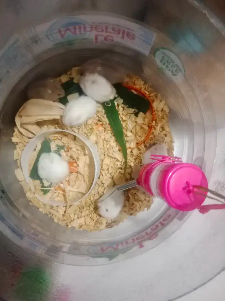 Jual hamster semuanya