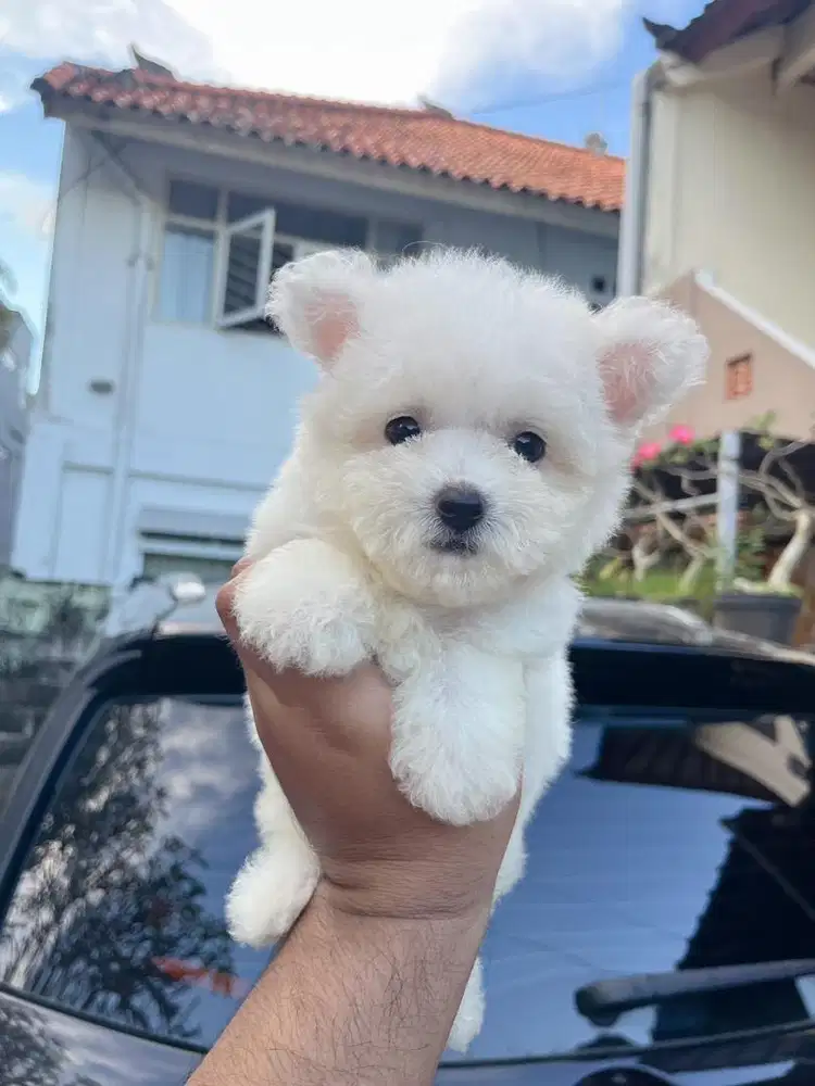 Mini Bichon Frise Stambum BL Korea China