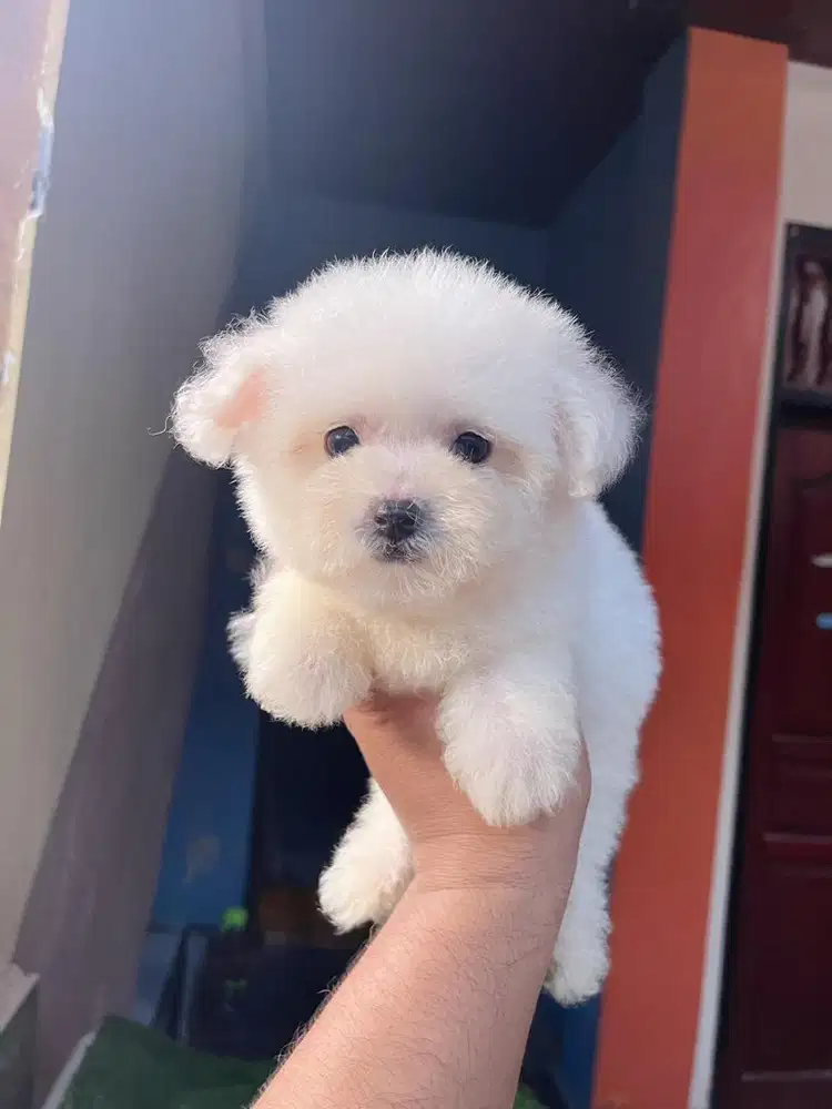 Mini Bichon Frise Stambum
