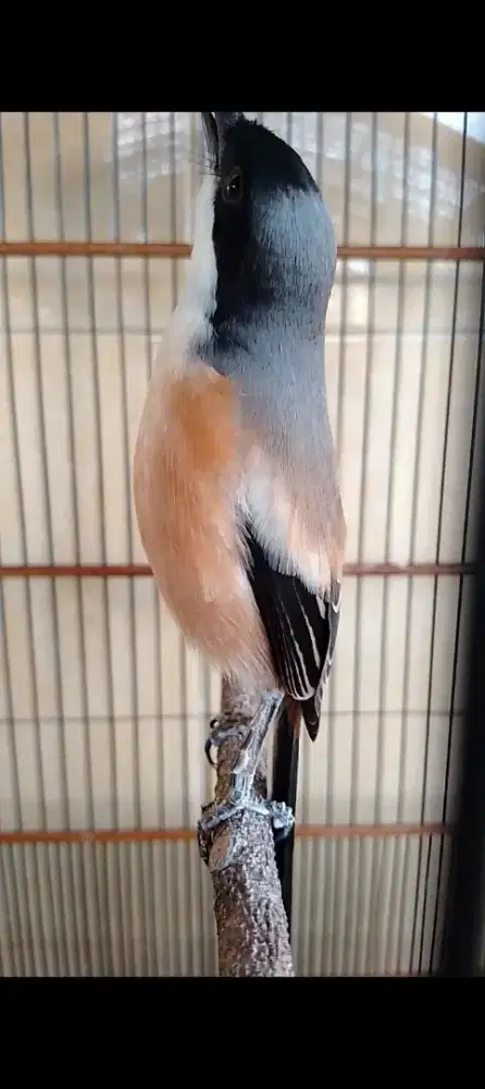 Cendet jatim prestasian