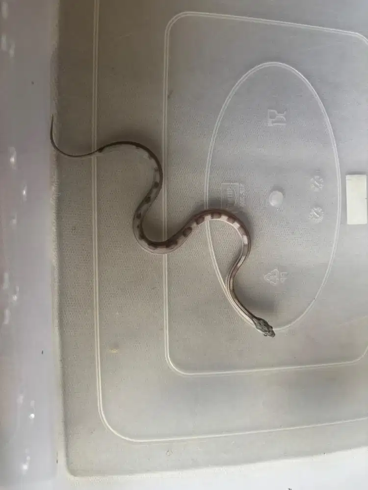 Corn Snake Anery Cube motley