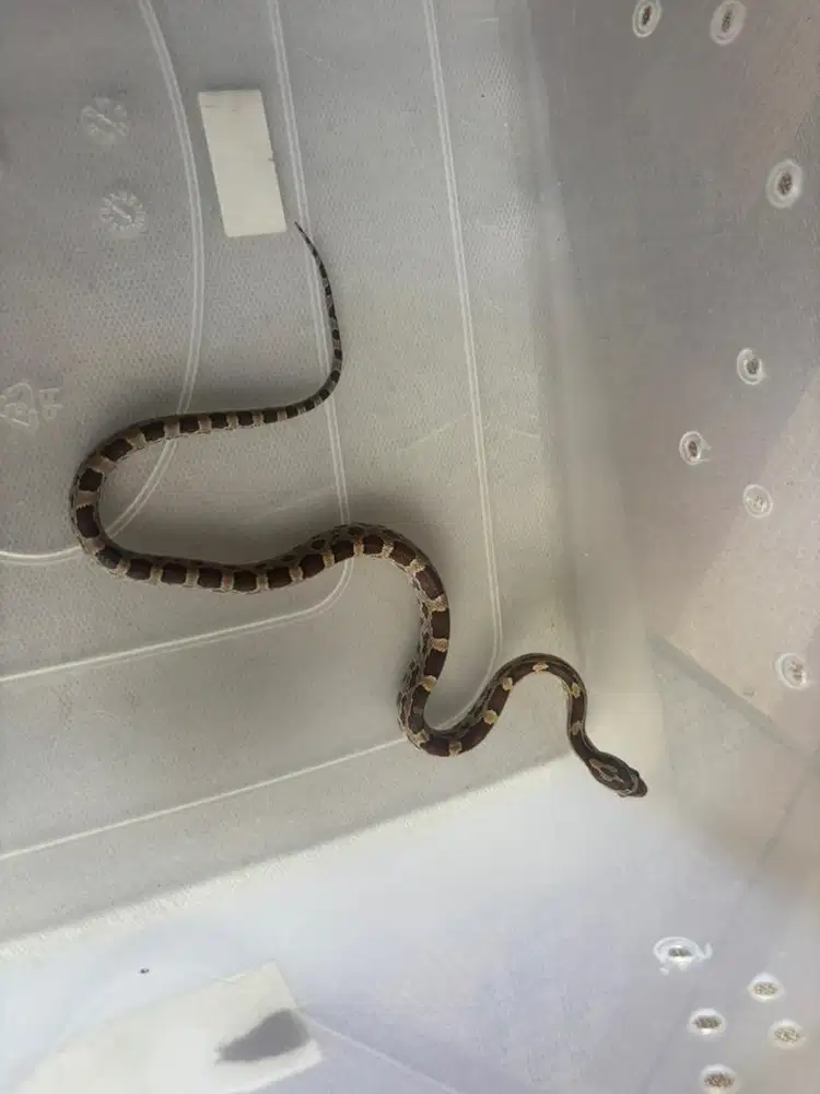 Corn Snake Anery cerah