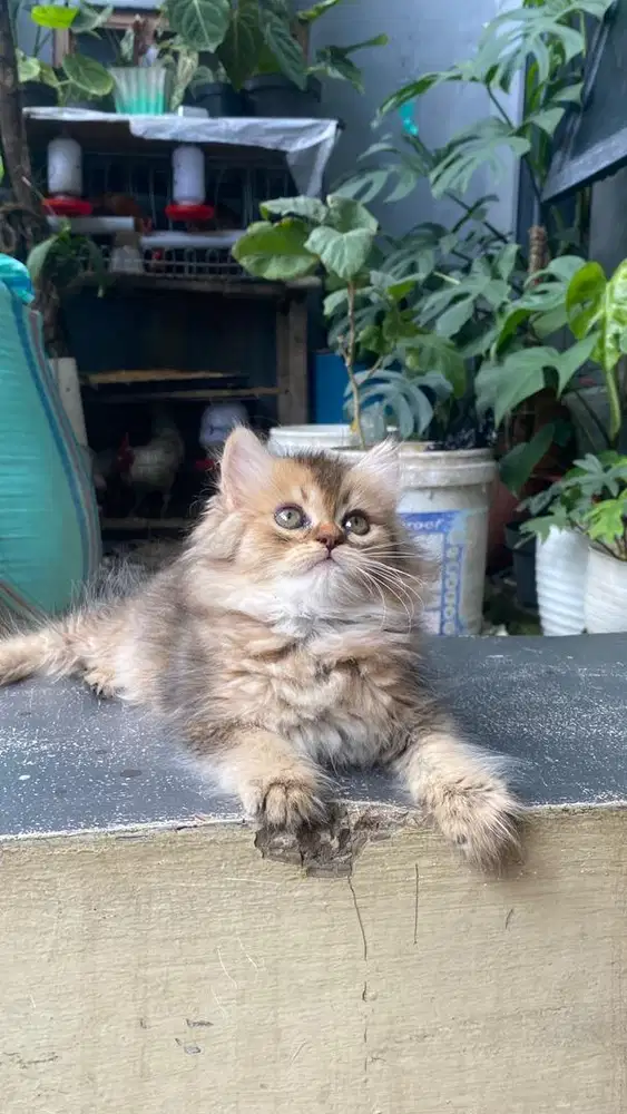 Kucing British short hair (bsh tapi onghair) BLH