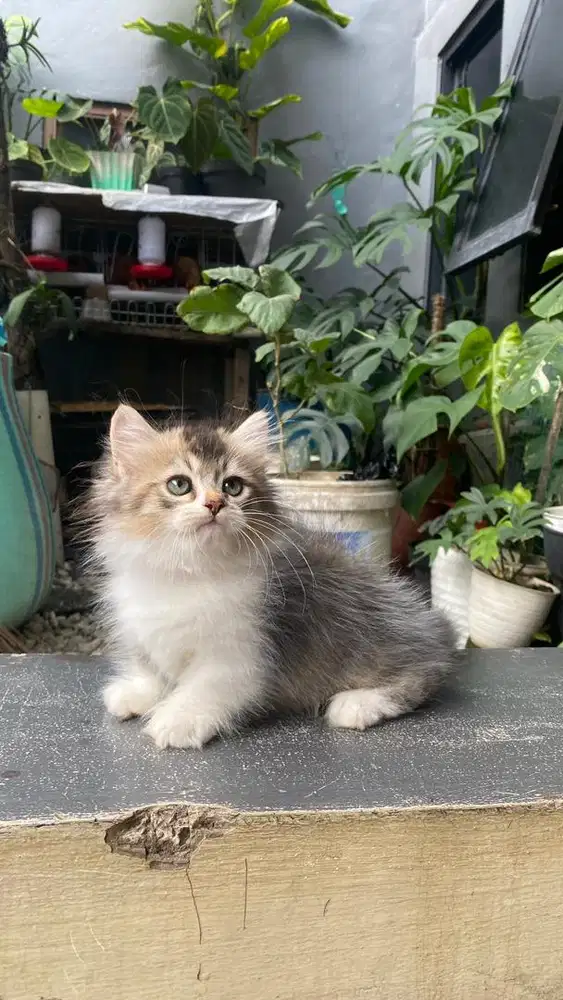 Kucing kitten munchkin long hair