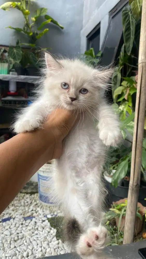 Kucing kitten ragdoll murah