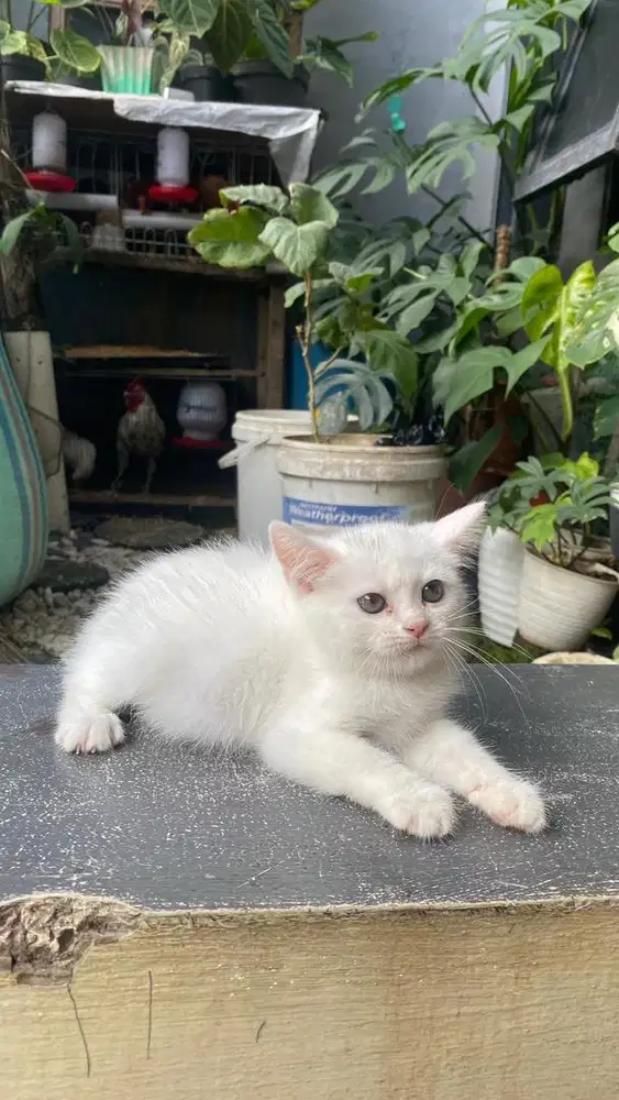 Kucing kitten scottish straight