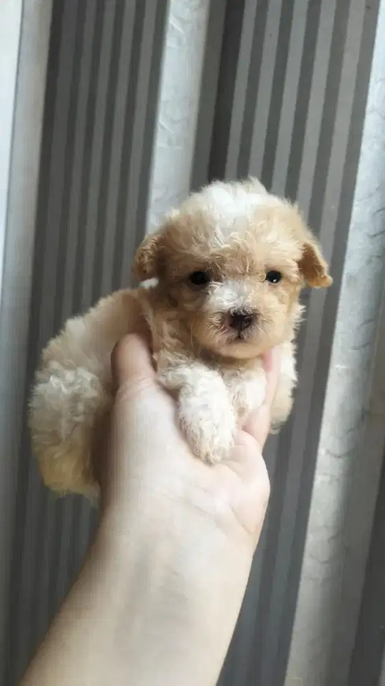 Apricot Toy Poodle Betina Non Stamboom