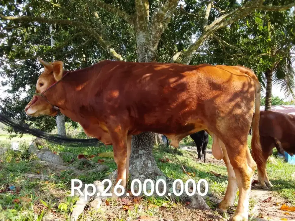 Dijual Sapi kurban