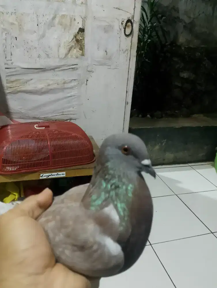 Burung dara jantan