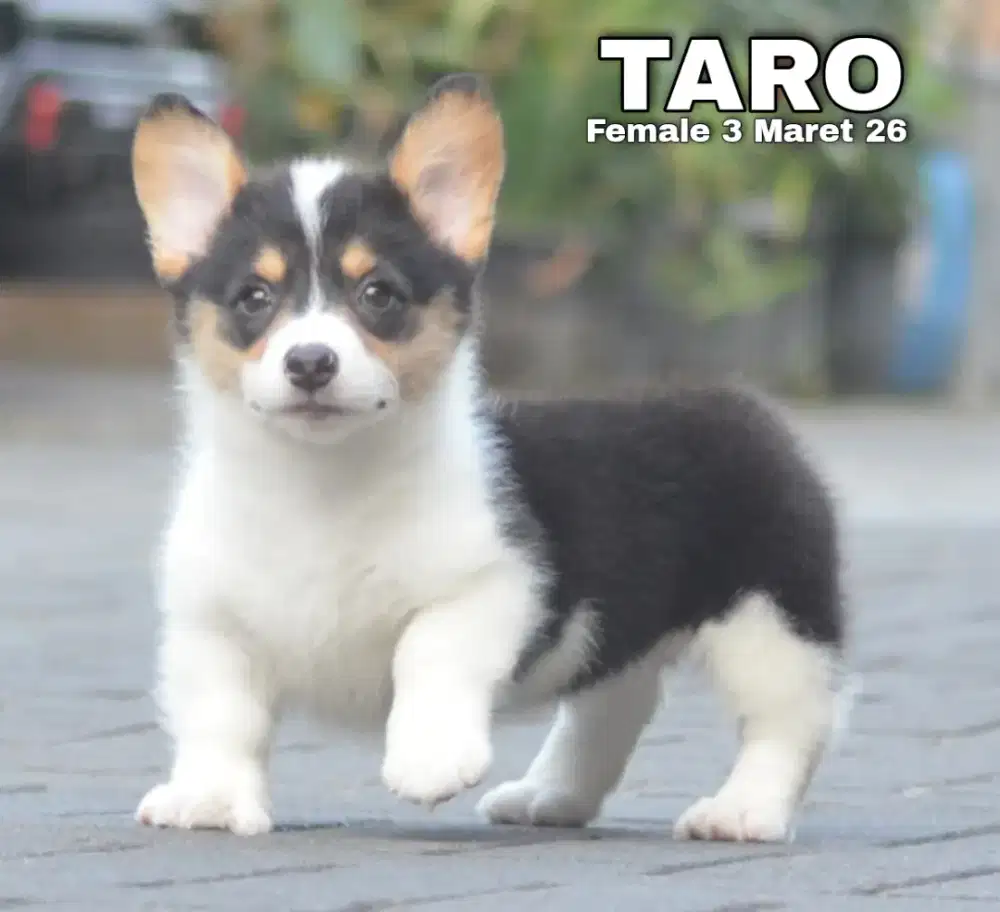 Welsh Corgi Betina stamboom