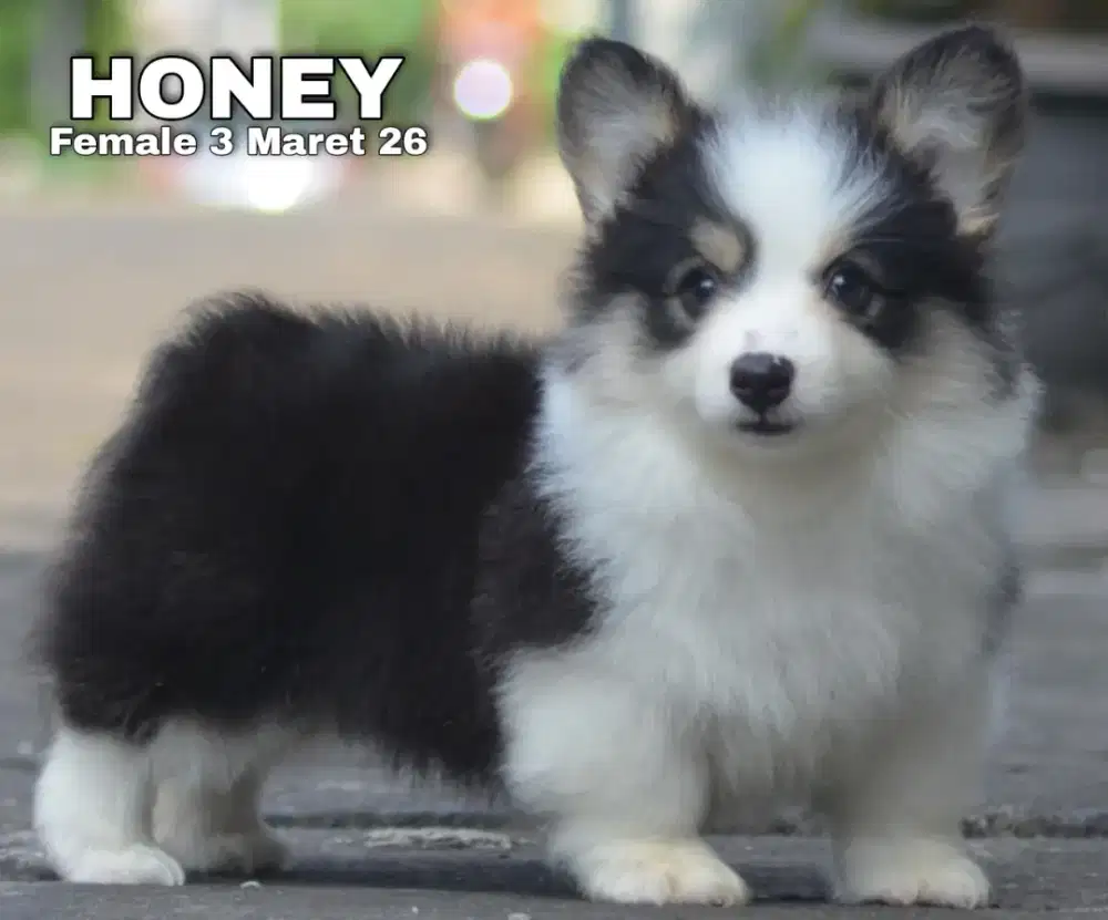 Welsh Corgi Betina long hair stamboom