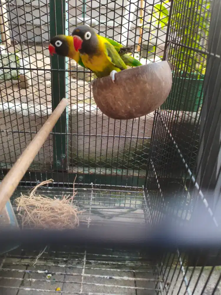 BURUNG LOVEBIRD PERSO/DAKORI
