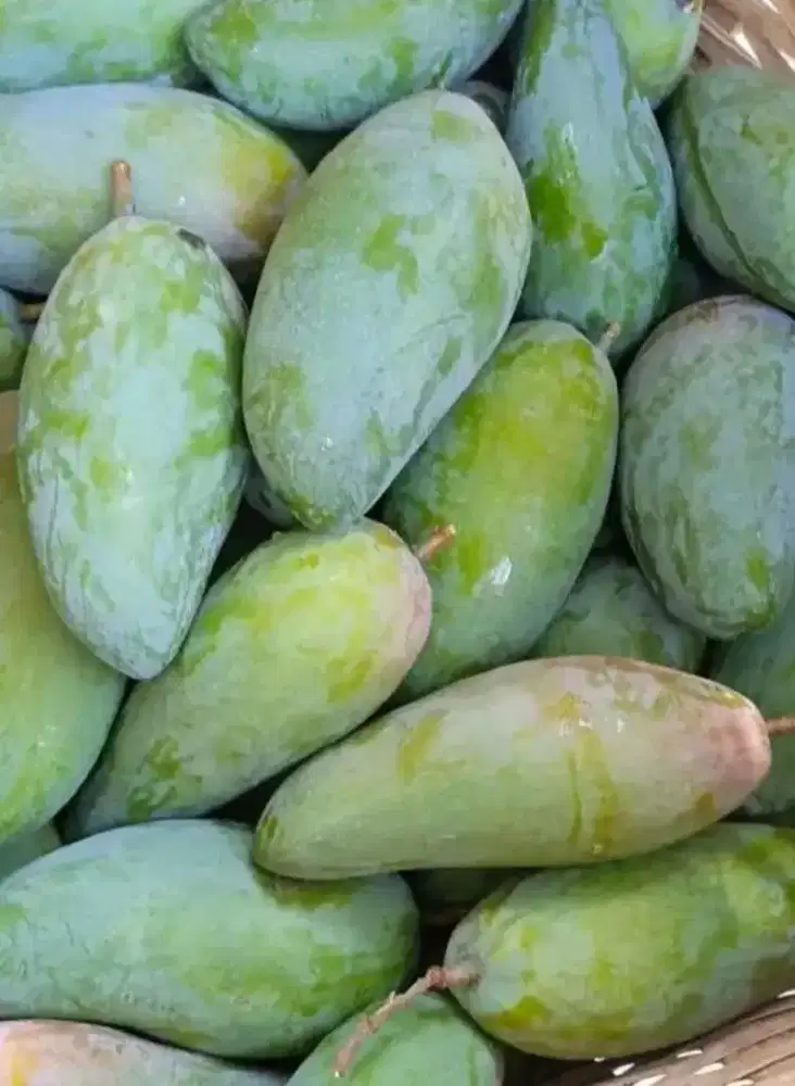 Mangga Kiojay Isi 1 Dus