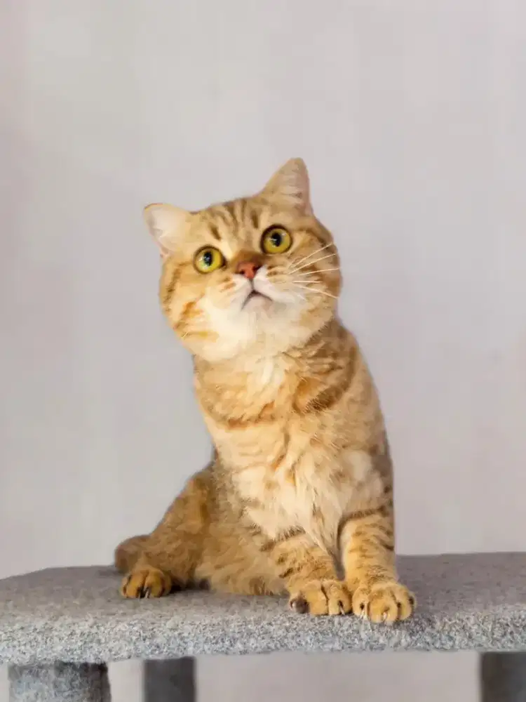 Scottish single fold pet only