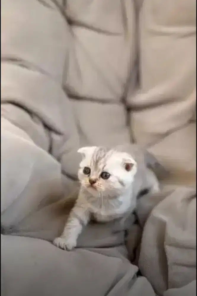 lepas adopt
kucing BSH  scotish fold ( betina )