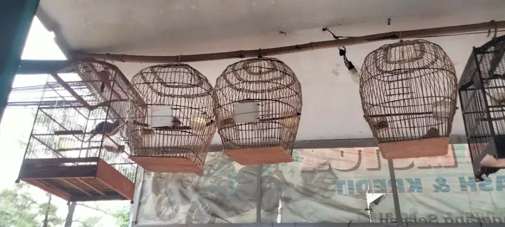 Jual burung puter dah bunyi