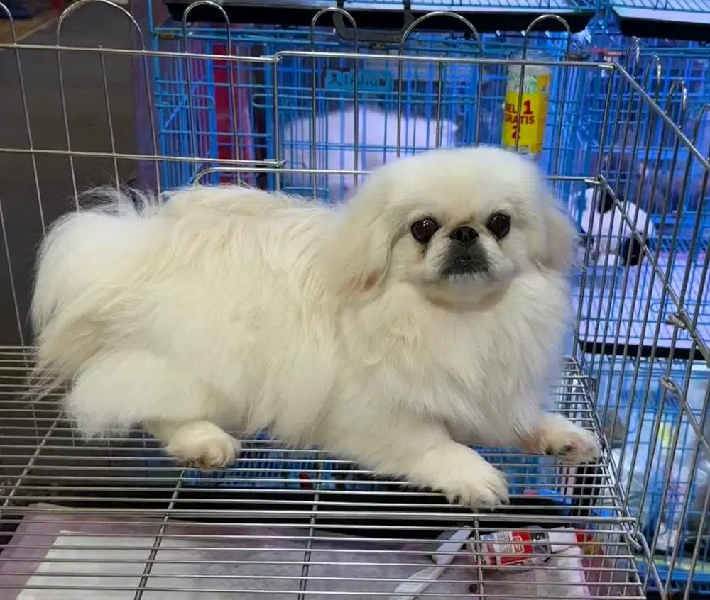 Pekingese Putih ASLI