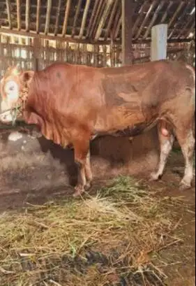 sapi limosin 400-600 kiloan siap sapi kurban terbaik 2026 jamin manteb