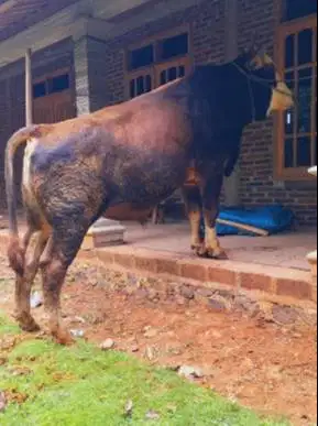 sapi limosin 400-600 kiloan siap sapi kurban terbaik 2026 jamin manteb