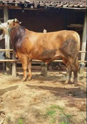 sapi jantan 400-600kiloan superan ras sapi limosin simental qurban2026