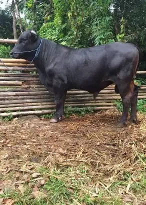 sapi jantan 400-600kiloan superan ras sapi limosin simental qurban2026