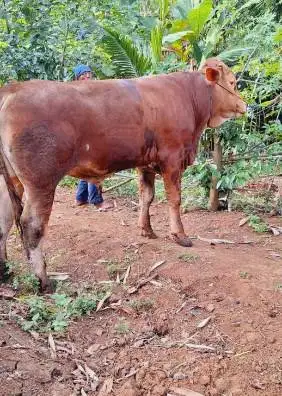 sapi jantan superan 400-600kiloan ras sapi limosin simental qurban2026