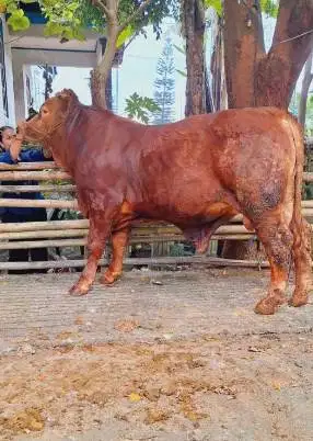 sapi jantan superan 400-600kiloan ras sapi limosin simental qurban2026