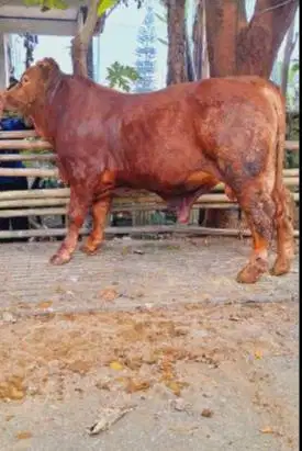 sapi limosin jantan 400-600kiloan suepran siap sapi kurban terbaik top