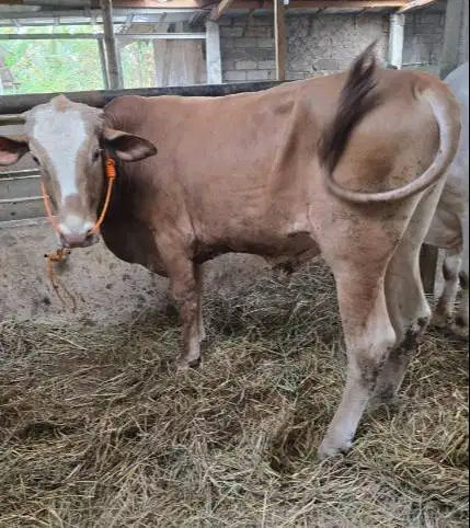 sapi limosin jantan 400-600kiloan suepran siap sapi kurban terbaik top