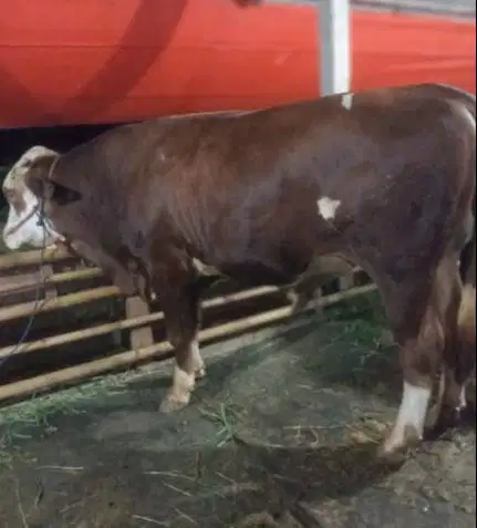 sapi limosin superan 400-600 kiloan siap sapi kurban terbaik 2026 puas