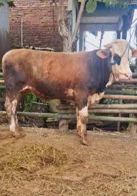 sapi limosin superan 400-600 kiloan siap sapi kurban terbaik 2026 puas