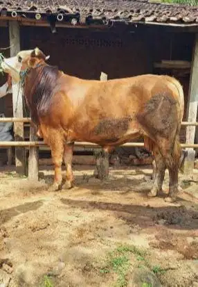 sapi limosin 400-600kiloan layak sapi qurban premium 2026 jamin manteb