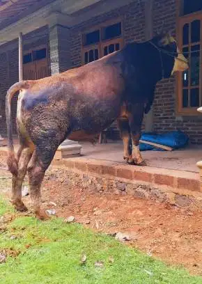 sapi qurban 400-600kiloan limosin simental pegon siap kurban 2026 puas
