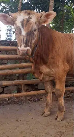 sapi qurban superan 400-600kiloan limosin simental pegon siap kurban